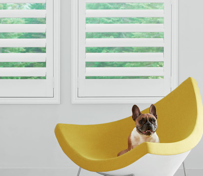 Interior shutters as pet friendly window coverings