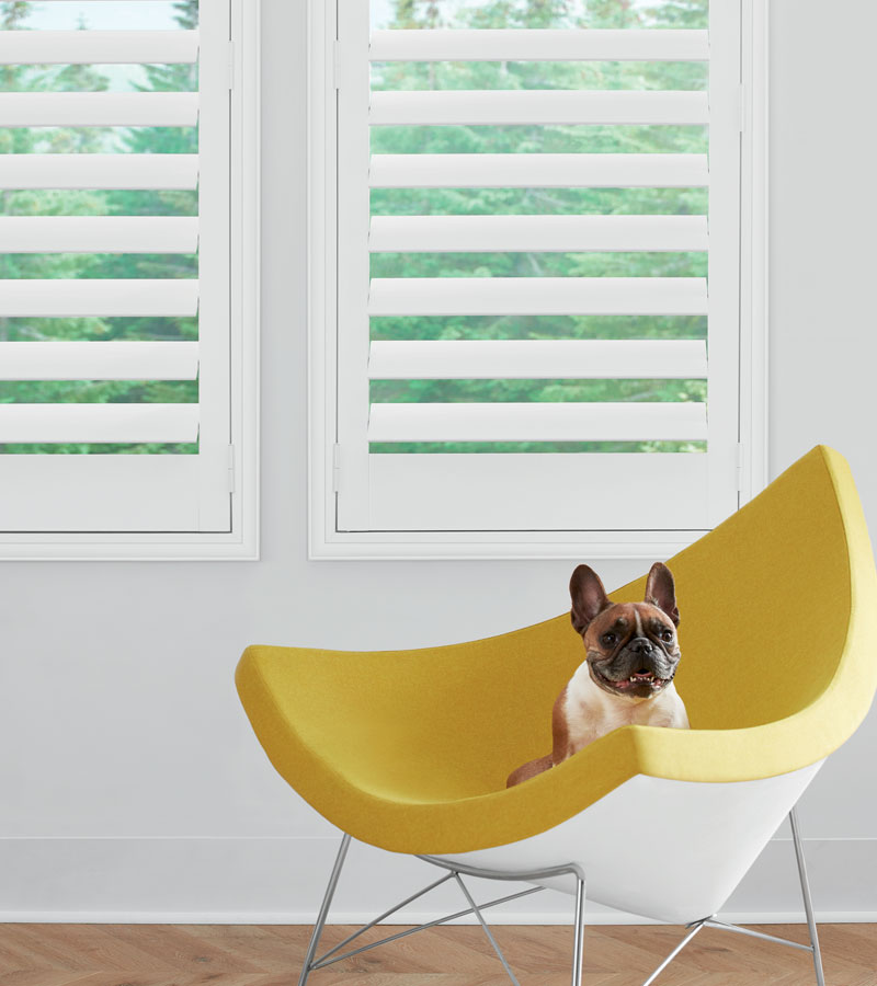 Interior shutters as pet friendly window coverings